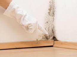 Mold Remediation for Rental Properties in Jamul, CA